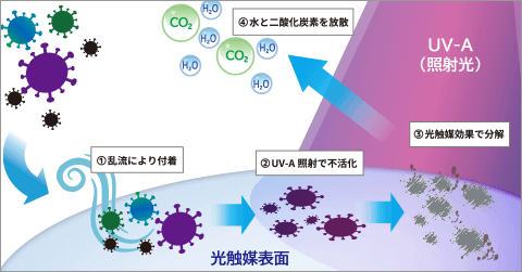 光触媒のウイルス・バクテリア分解